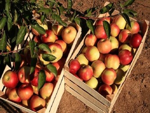 Oдлучнија борба са препакивачима воћа