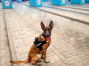 Хера и Неро у борби против кријумчара дувана