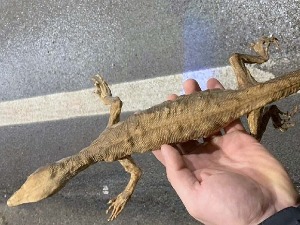 Заплењен препарирани заштићени гуштер