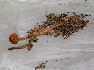 ''Mагичне'' печурке на прелазу Шпиљани