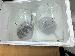 Заштићене раже међу заплењеним акваријумским рибицама