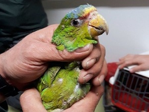 Спречено кријумчарење заштићених папагаја