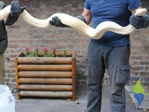 Не престаје шверц заштићених животиња