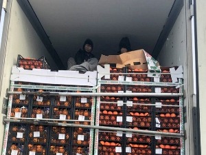 Мигранти у поморанџама