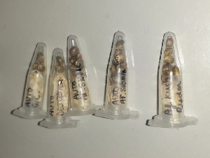 Откривене злоупотребе поштанских пошиљака