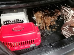 Кријумчари паса откривени на Градини 