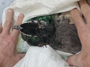 Заштићени папагаји и паунови у џаковима за шут