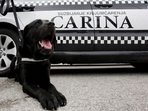 О`Нил – новајлија међу царинским службеним псима