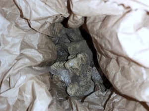 Заплењена заштићена врста белих тартуфа на на Батровцима