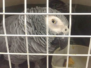 Жако папагај у ручном фрижидеру, човек у шпорету