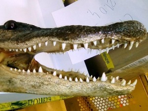 Британска царина запленила 80 лобања заштићене врсте алигатора