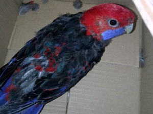 Цариници спасили птице из руку кријумчара