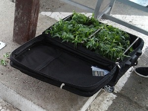 Кофери пуни марихуане