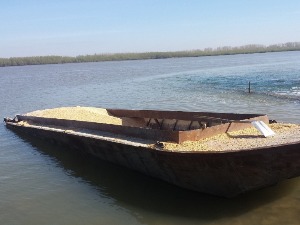 Откривено готово десет тона кукуруза у ринфузу