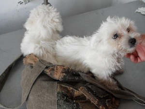 Увоз и транзит кућних љубимаца ускоро у надлежности цариника