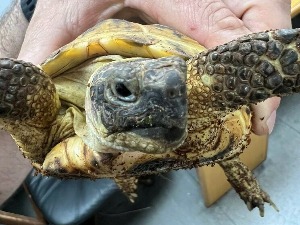 Спречено кријумчарење опијата, корњача, оружја и цигарета